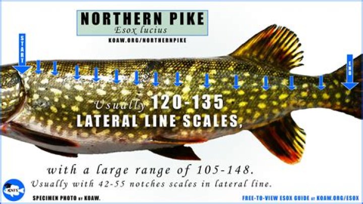 Is it legal to pee in public in France?