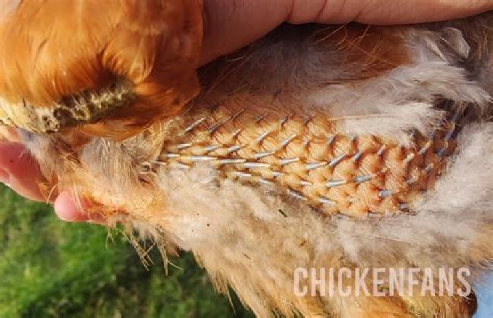 Is it normal for chickens to eat their own feathers?