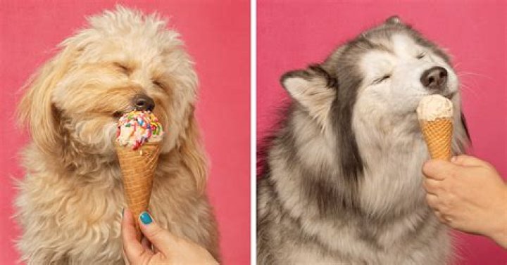 Is it OK to give dogs ice cream?