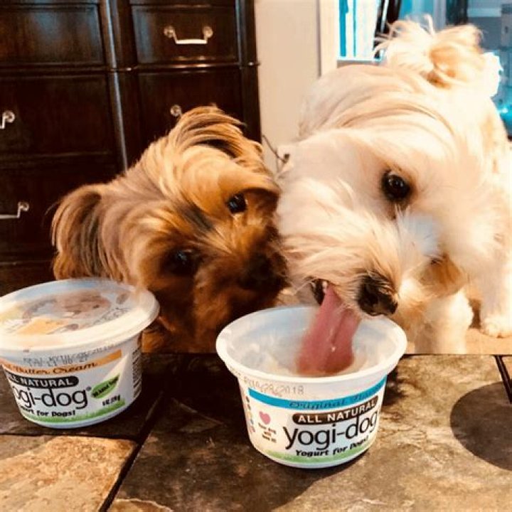 Is it OK to give my dog yogurt every day?