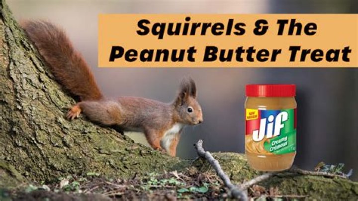 Is it OK to give peanut butter to squirrels?