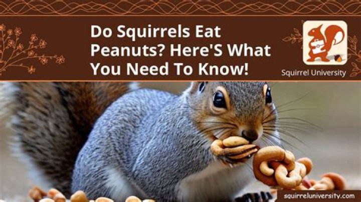 Is it OK to give squirrels peanuts?