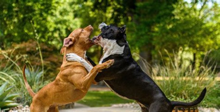 Is it OK to hit a dog to break up a dog fight?