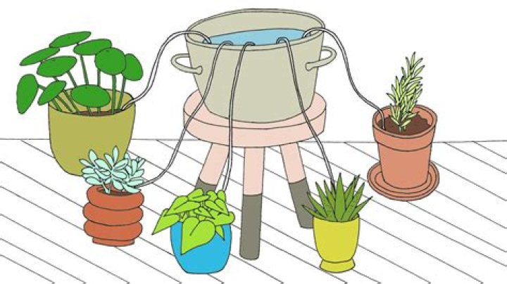 Is it OK to water plants with tea?