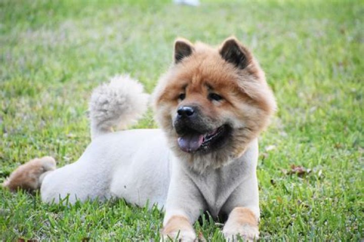 Is it okay to push your dog?