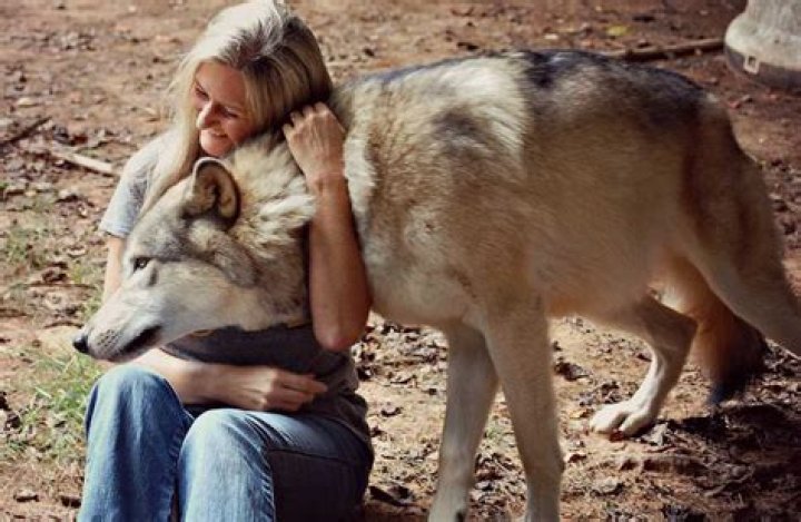 Is it possible to befriend a wild wolf?