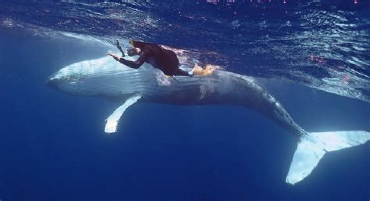 Is it safe to swim with whales?
