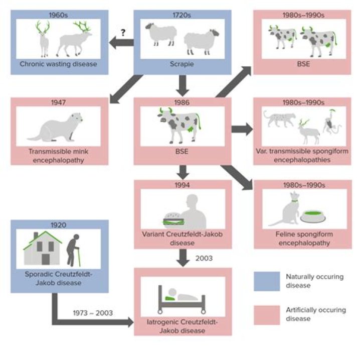 Is Mad Cow Disease zoonotic?