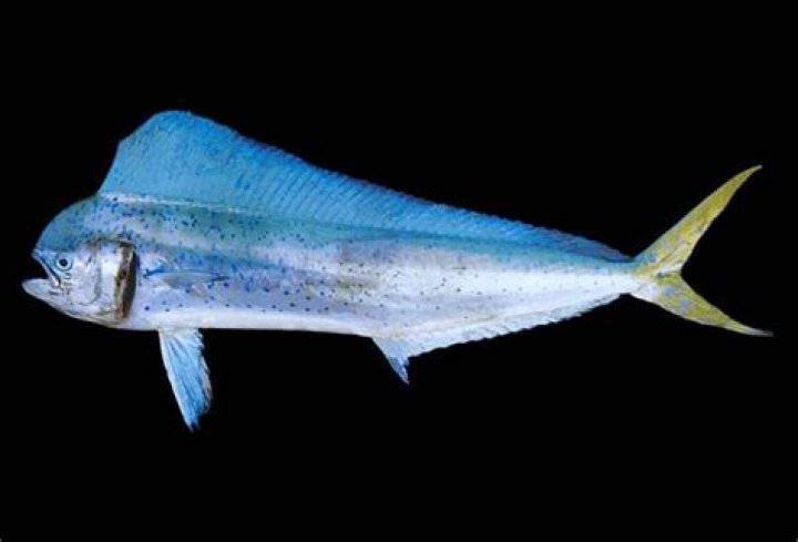 Is mahi mahi healthy?