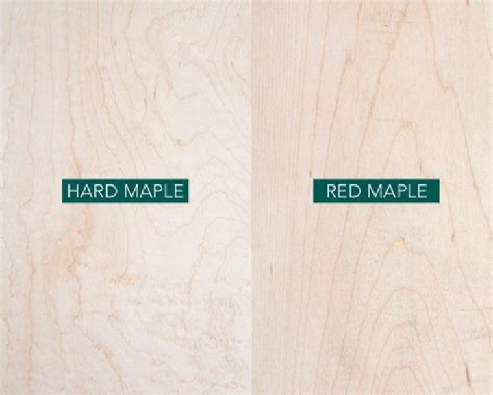 Is maple plywood a hardwood?