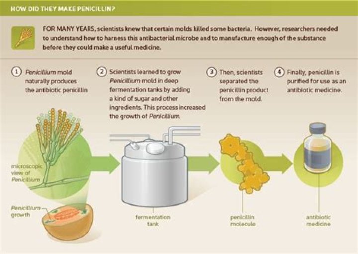 Is mold on bread penicillin?