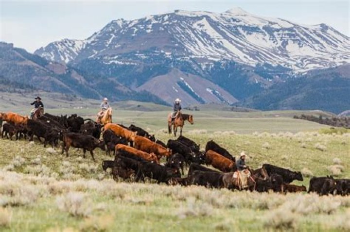 Is Parker Ranch the largest cattle ranch?
