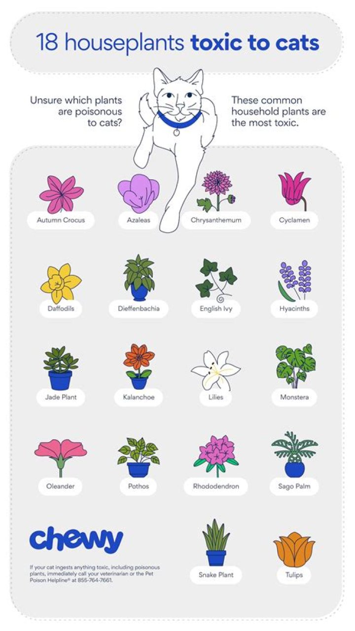 Is pen ink toxic to cats?