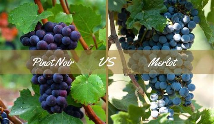 Is Pinot Noir sweeter than merlot?
