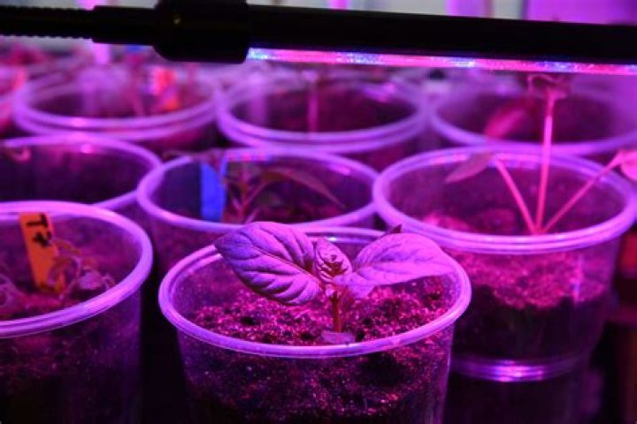 Is purple LED same as UV light?