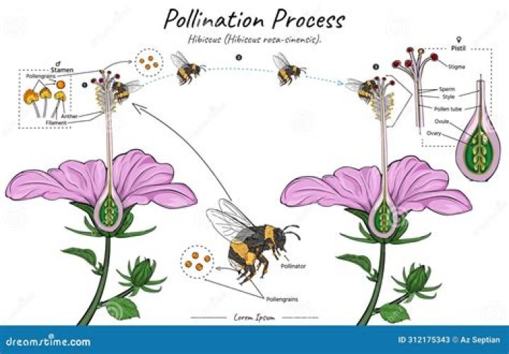 Is sage a pollinator plant?