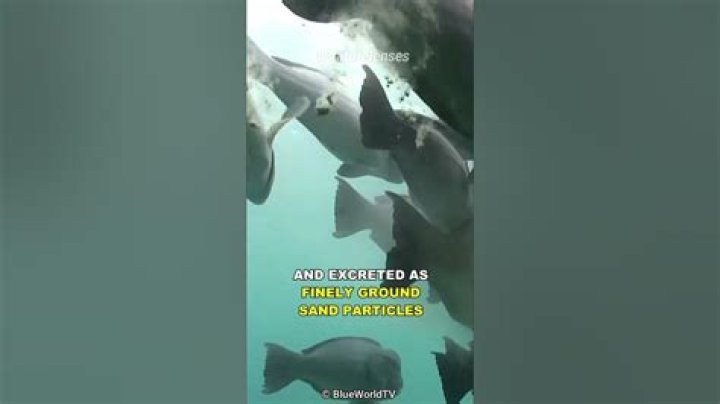 Is sand made out of fish poop?