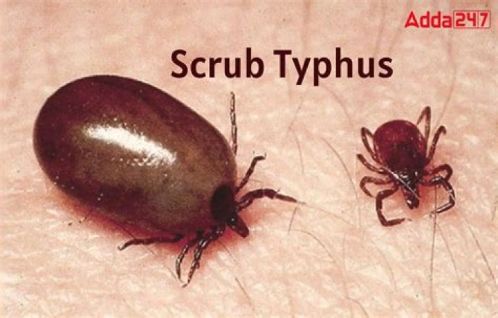 Is scrub typhus contagious?