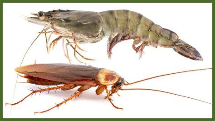 Is shrimp related to cockroaches?