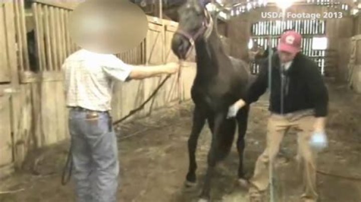 Is soring a horse illegal?