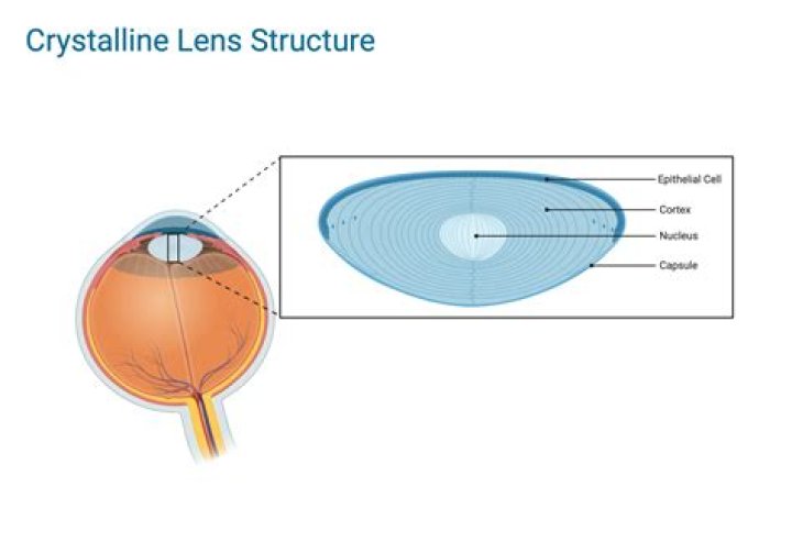 Is the crystalline lens the same as the lens?
