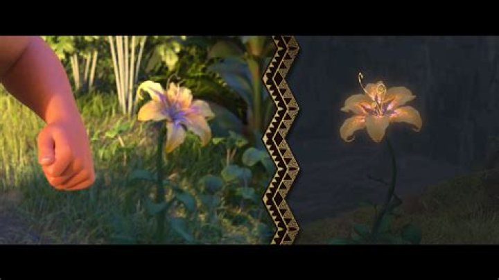 Is the Tangled flower in Moana?