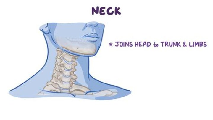 Is there a bone in the front of your neck?