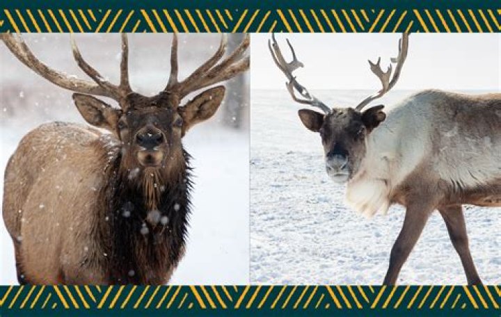 Is there a difference between deer meat and reindeer meat?