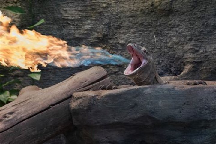 Is there a lizard that breathes fire?