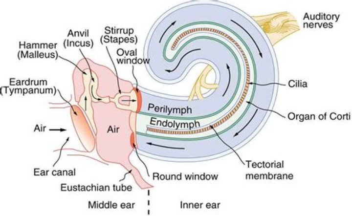 Is there perilymph in the semicircular canals?