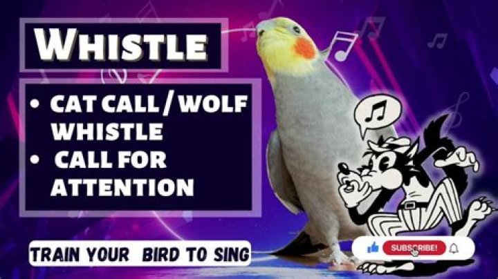 Is wolf whistling catcalling?