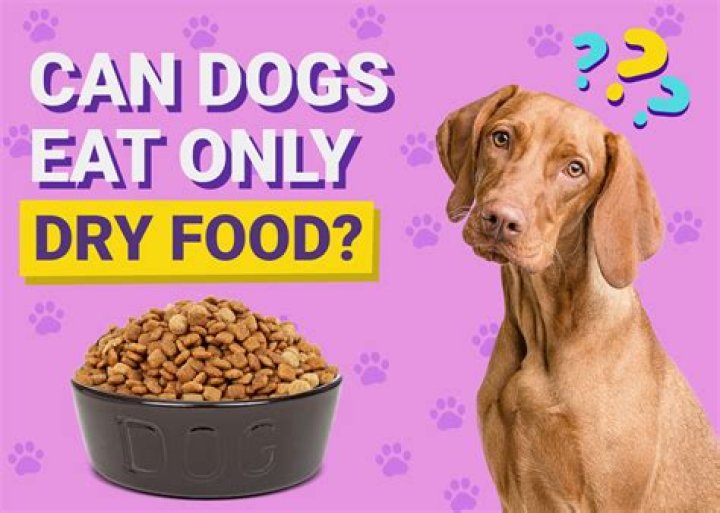 Should dogs eat only dry food?