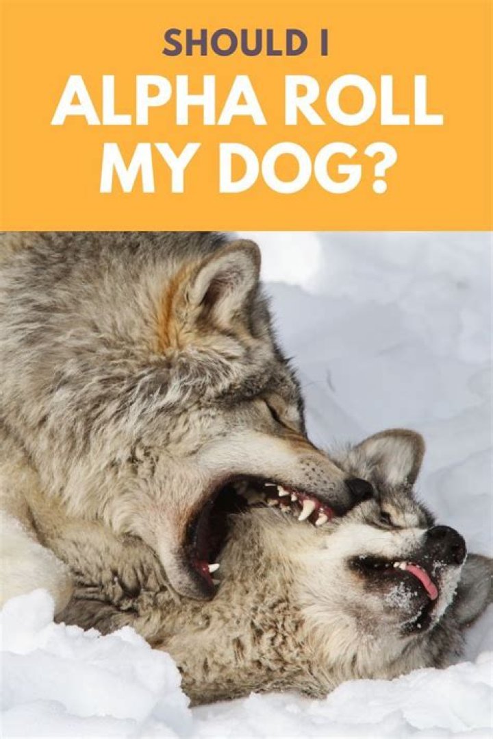 Should I Alpha roll my puppy?