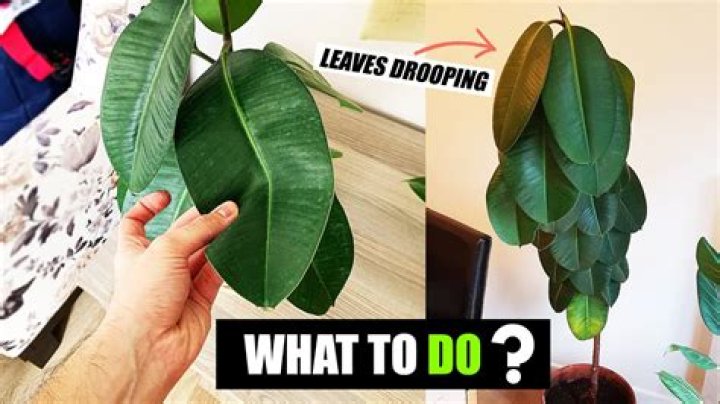 Should I cut off drooping leaves?
