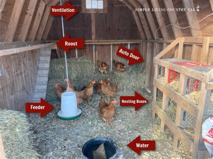 Should I leave a light on in my chicken coop?
