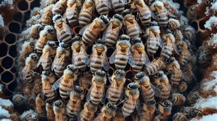 Should I leave a Super on my hive over winter?