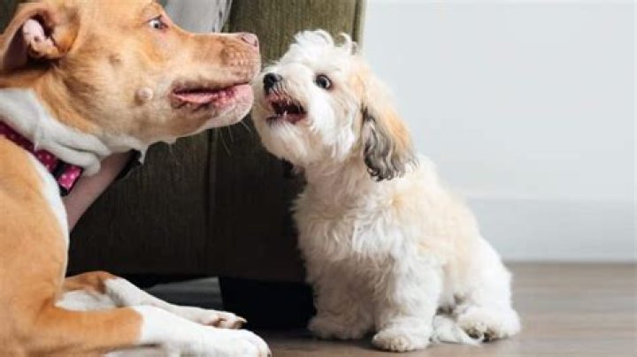 Should I let my older dog growl at my puppy?