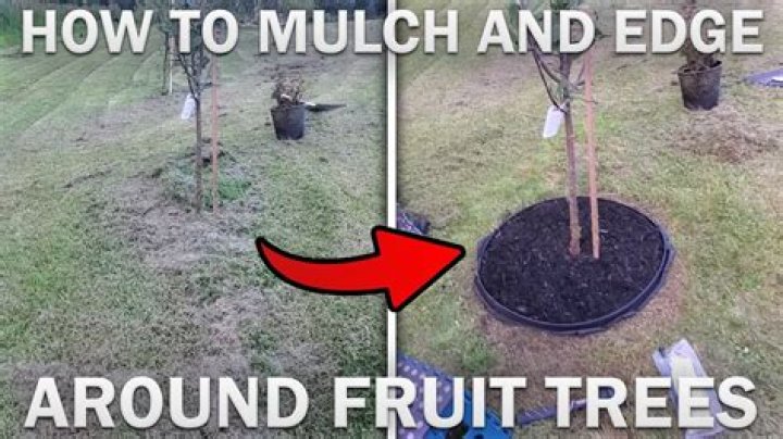 Should I mulch around my palm tree?