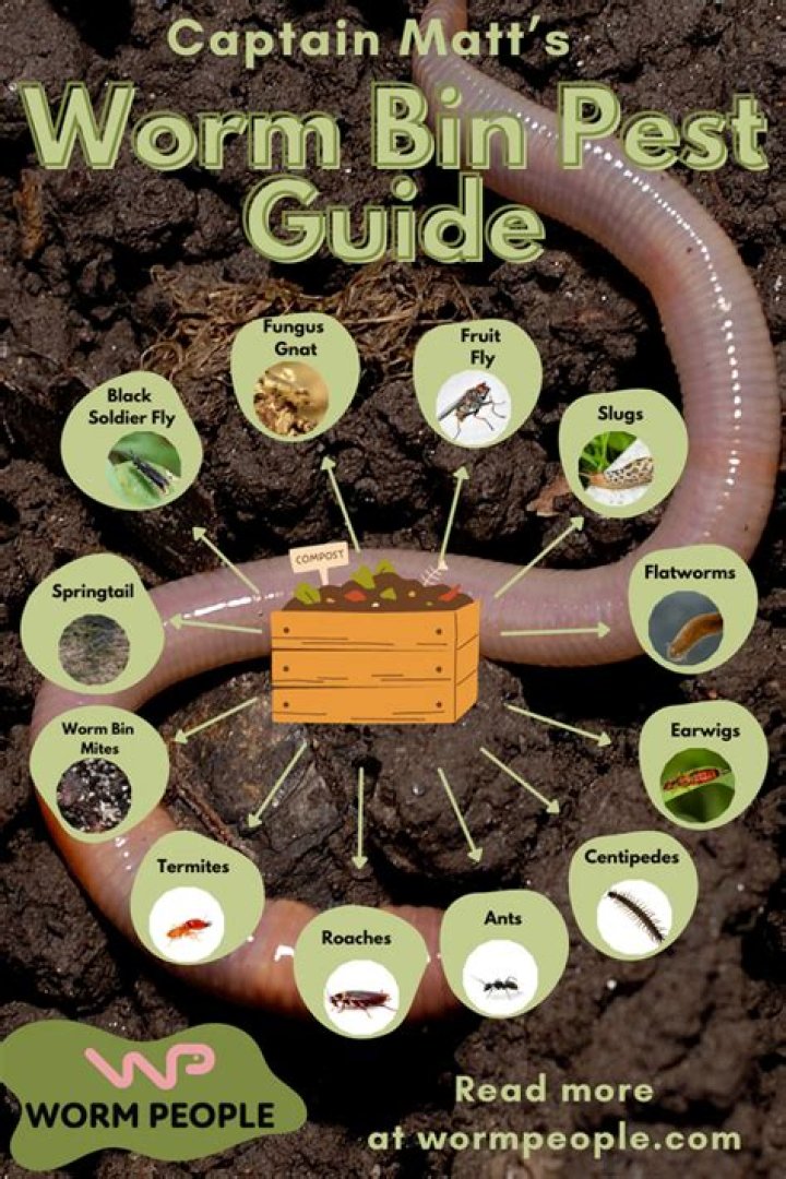 Should I put dirt in my worm bin?