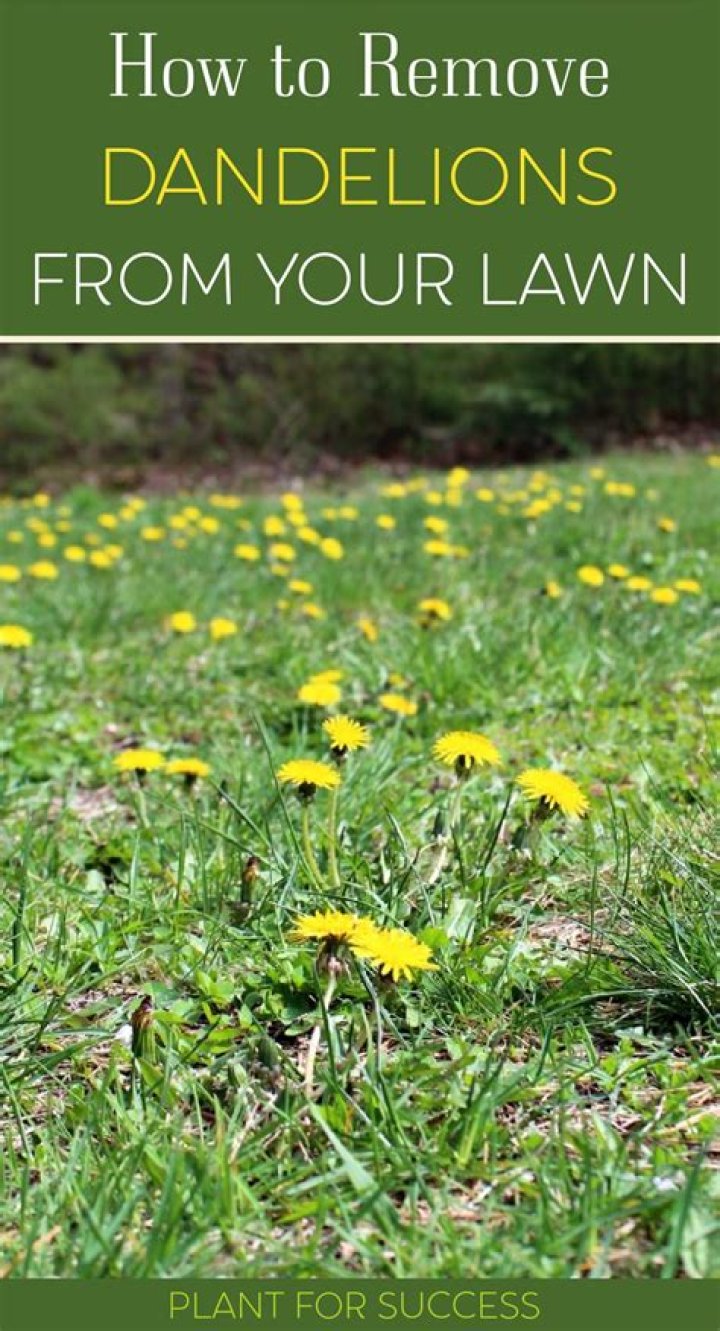 Should I remove dandelions from my lawn?