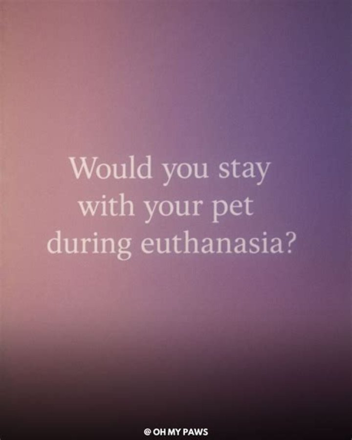 Should I stay with my pet during euthanasia?