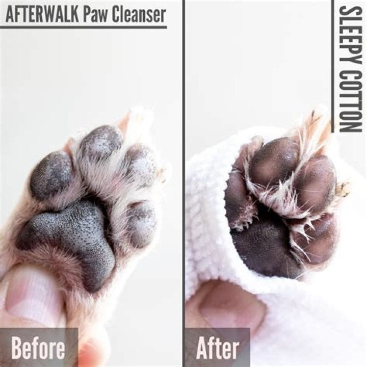 Should I wash my dog's paws after a walk?