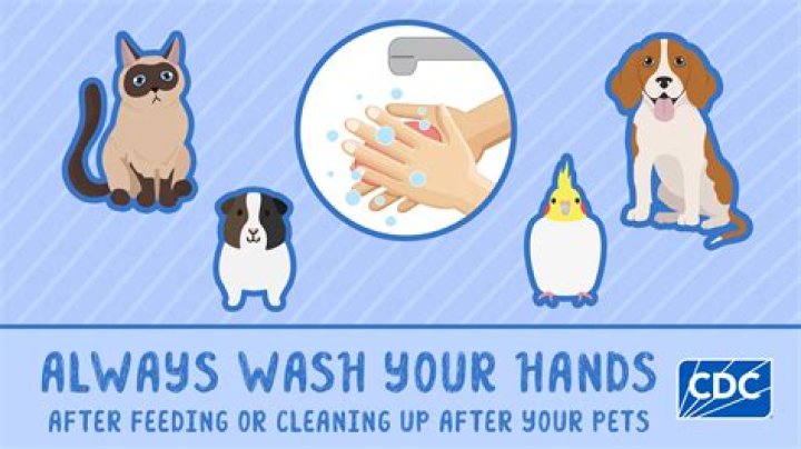 Should I wash my hands after petting my cat?