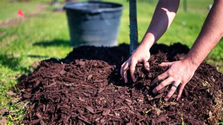 Should I water mulch after putting it down?
