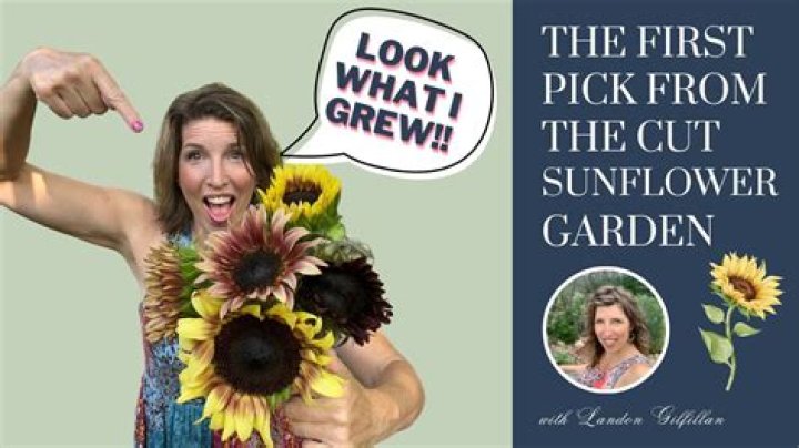 Should I water my sunflowers twice a day?