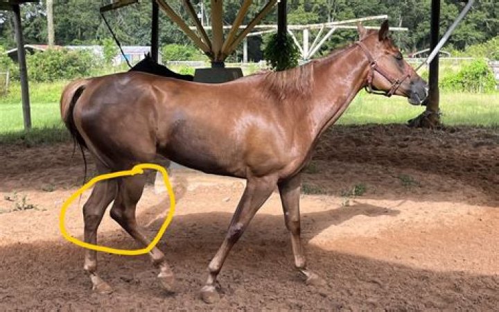 Should you exercise a horse with ulcers?