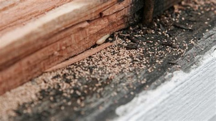 Should you repair termite damage before tenting?