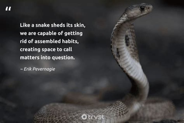 Should you run from a snake?