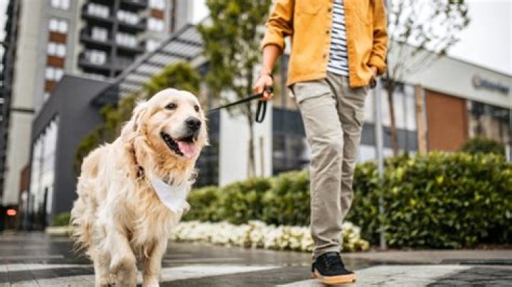 Should you walk a dog with osteoarthritis?