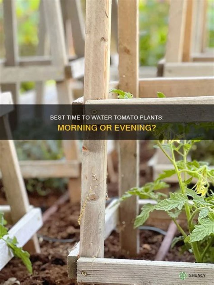 Should you water tomato plants in the morning or evening?